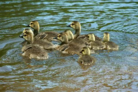 Gosslings Stock Photos