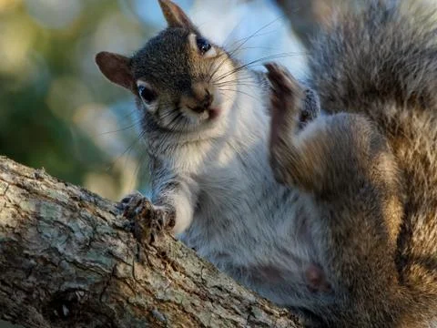 Got An Itch Stock Photos