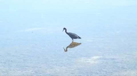 Got a snake Stock-Footage 7365413