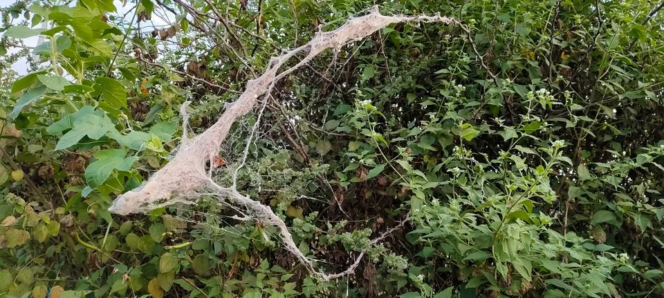 Got webs in your trees-web of the Social Spider Foto stock