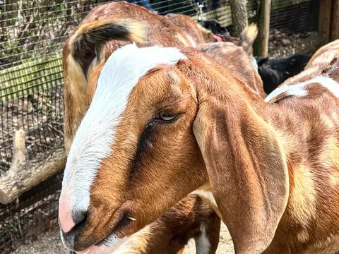 Got Your Goat Stock Photos