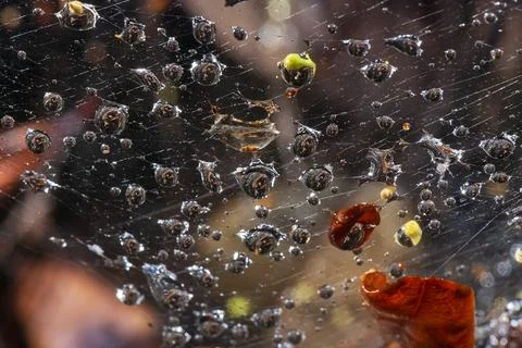 Gotas em Teia (teia de aranha) | Water drops on Spider web Stock Photos
