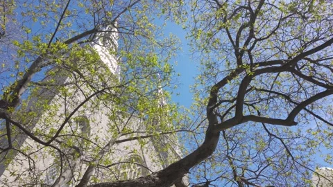 Gothic cathedral amidst nature’s frame: an urban oasis Stock Footage 274867938