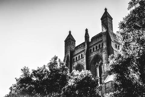 Gothic cathedral trees Stock Photos