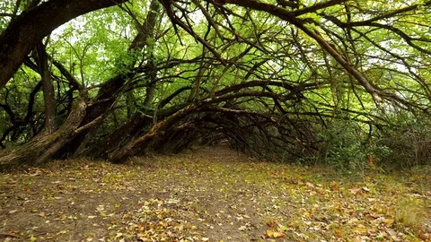 Gothic forest 動画素材 96387754