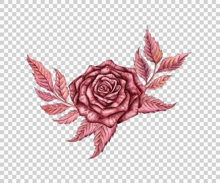Gothic rose with leaves and branches watercolor Stock Illustration
