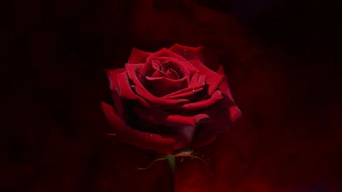 Gothic scarlet rose in dark dramatic smoke. Stock Footage 328745217