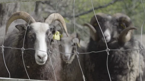 Gotland sheep with big horns closeup through fence in slow motion. Stock Footage