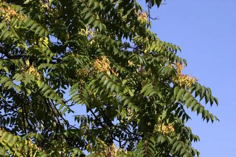 Götterbaum Stock Photos