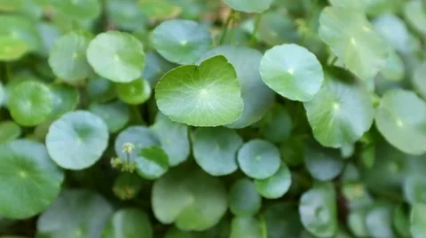 Gotu kola herb leaf Stock Footage 45954422