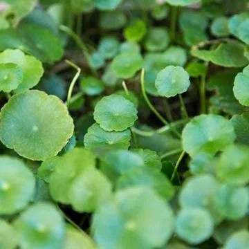 Gotu kola leaf Stock Photos