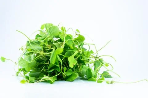 Gotu kola 写真素材