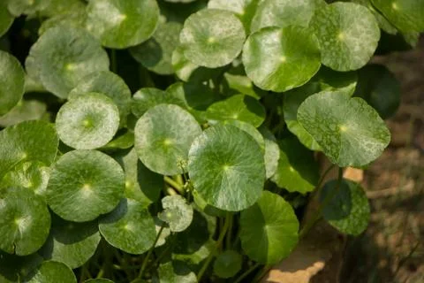 Gotu kola tree Stock Photos