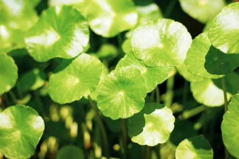 Gotu kola tree Stock Photos