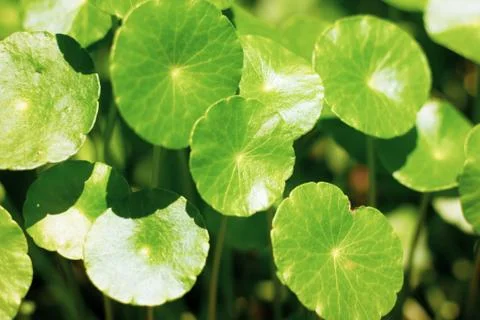 Gotu kola tree Stock Photos