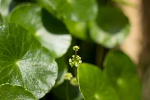Gotu kola tree Stock Photos