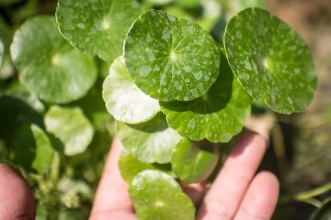 Gotu kola tree Stock Photos