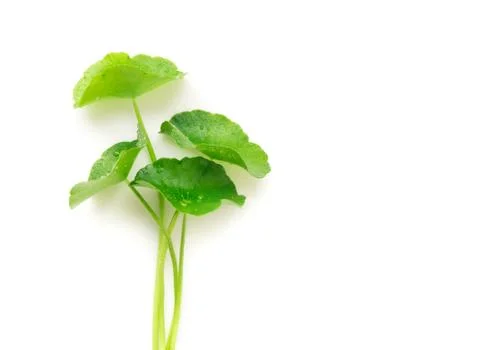 Gotu kola's leafs on white background Stock Photos