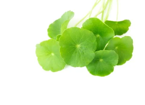 Gotu kola's leafs on white background Stock Photos