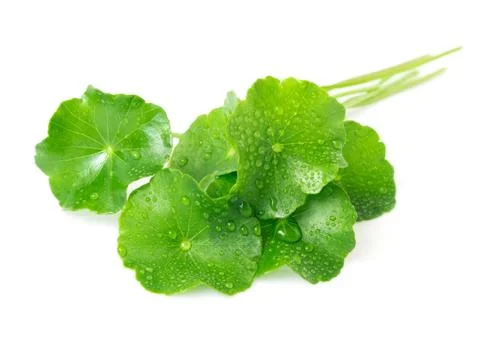 Gotu kola's leafs on white background Stock Photos
