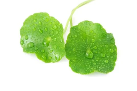 Gotu kola's leafs on white background Stock Photos