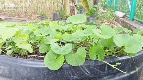 Gotukola Centella Asiatica Macro Close Up Vidéo 338422721