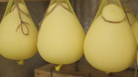 Gouda cheese Stock Footage 146678423