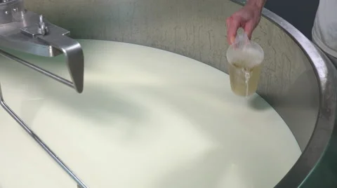 Gouda cheese making from raw milk Video stock 58607290
