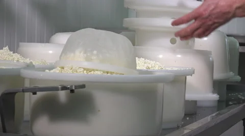 Gouda cheese making from raw milk Video stock 58610990