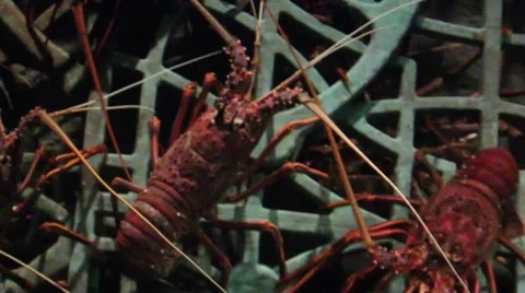 A goup of lobters Stock Footage 52349440