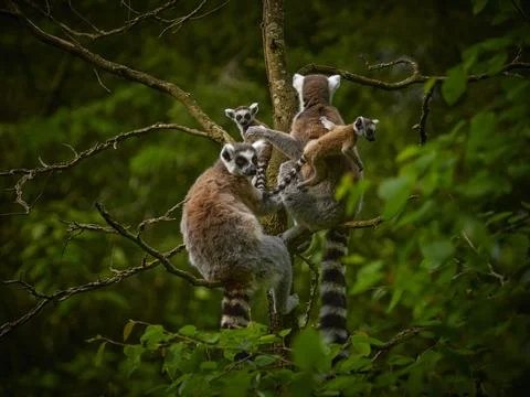 Goup of monkey lemur in up tree Stock Photos