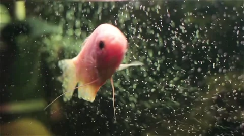 Gourami aquarium with many bubbles 스톡 동영상 54113449