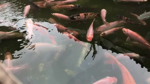 Gourami Stock Footage 224869002