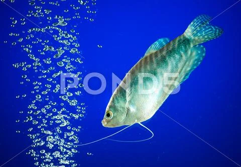 Gourami Stock Photos