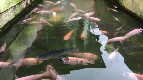 Gourami in a pond Stock Footage 224868995