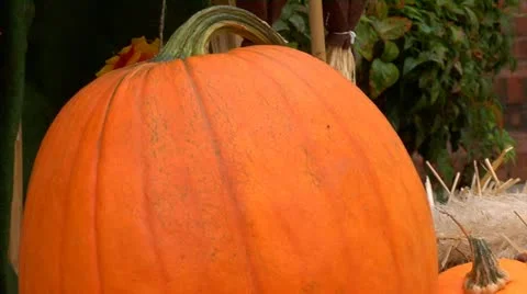 Gourd Arrangement Tilt Down 스톡 동영상 12358405