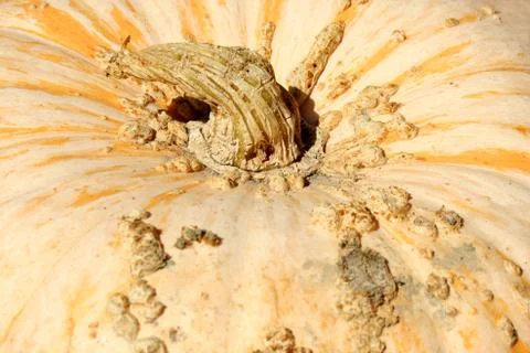 Gourd background with stem Stock Photos