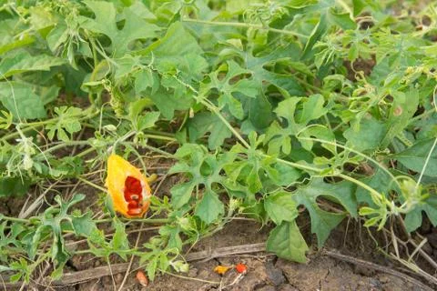 Gourd cooked Stock-Fotos