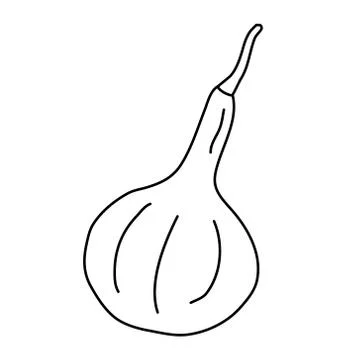 Gourd in doodle style. Stock Illustration