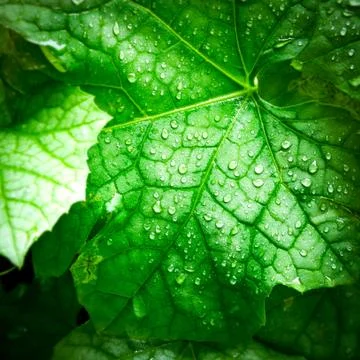 Gourd leaf with drop Foto stock