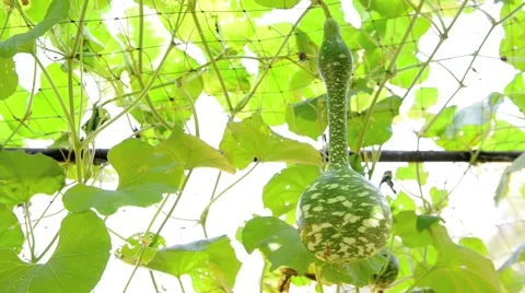 Gourd pods for cooking Stock Footage 45529909