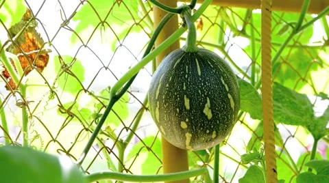 Gourd pods for cooking Video stock 45530021