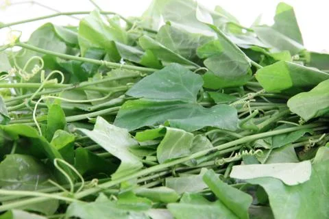 Gourd vegetables. Foto stock
