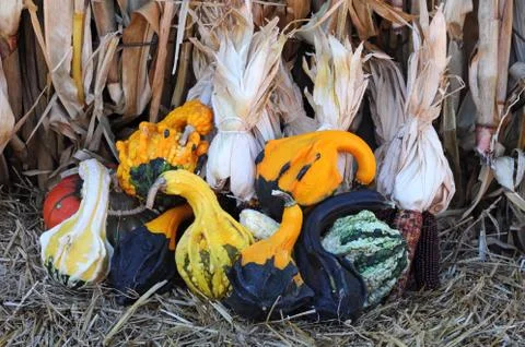 Gourds and squashes Stock Photos
