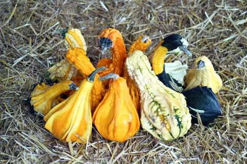 Gourds and squashes Stock Photos