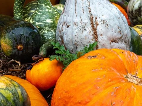 Gourds close up. Various types, sizes and varieties of Gourds for sale at a F Stock Photos
