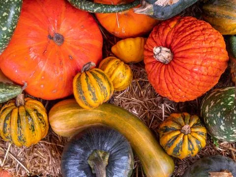 Gourds close up. Various types, sizes and varieties of Gourds for sale at a F Stock Photos