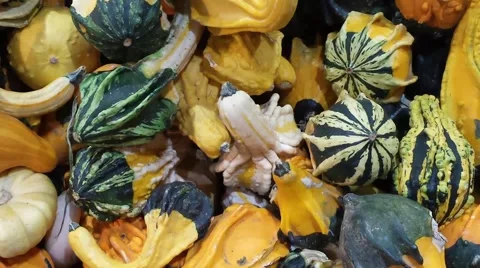 Gourds in a grouping Stock Footage 42891191