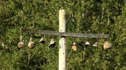 Gourds hanging in the wind Stock Footage 9085526