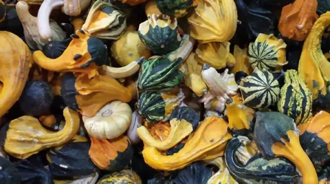 Gourds Pan Right Stock Footage 42897139